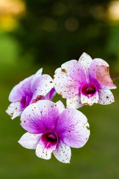 Recanto Dos Beija Flores, Chale Lantana C Monte Alegre do Sul Eksteriør bilde